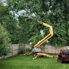 Best Tree Health Inspection  in Chico, CA