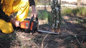 Lawn Renovation and Restoration in Chico, CA