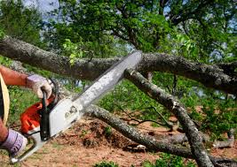 Best Commercial Tree Services  in Chico, CA