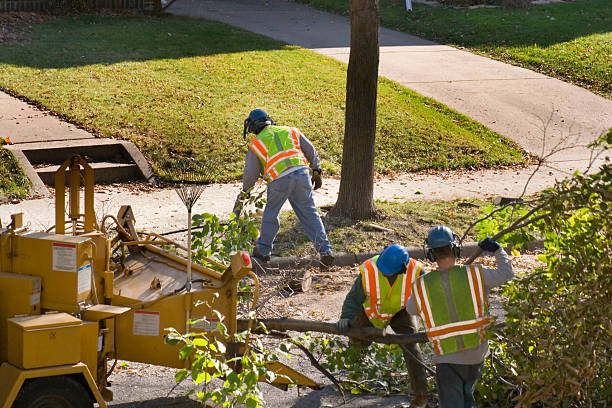 Best Firewood Processing and Delivery  in Chico, CA